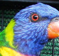 Fraser Coast Wildlife Sanctuary - Whitsundays Accommodation