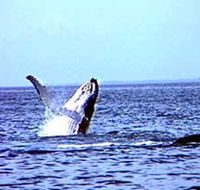 Whale Watching - Whitsundays Accommodation