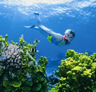 Wheeler Reef Dive Site - Whitsundays Accommodation