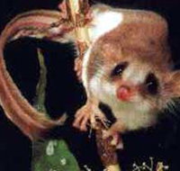 Carrowong Fauna Sanctuary - Whitsundays Accommodation