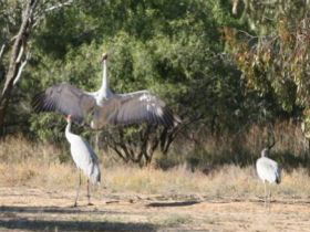Bulloo River Walk - Whitsundays Accommodation 0