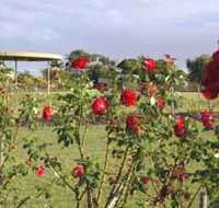 Elizabeth Park Rose Gardens - Whitsundays Accommodation