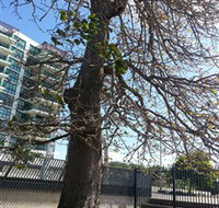 The Leichhardt Tree - Whitsundays Accommodation