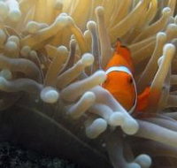 Flat Rock Dive Site - Whitsundays Accommodation