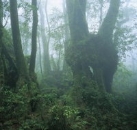 West Canungra Creek Circuit - Whitsundays Accommodation