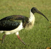 Toowoomba Bicentennial Waterbird Habitat - Whitsundays Accommodation