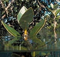 Jawbone Marine Sanctuary - Whitsundays Accommodation