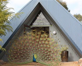 Halls Gap Zoo - Whitsundays Accommodation 0
