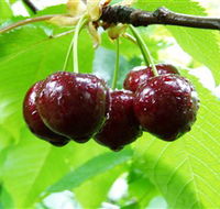 Red Hill Cherry Farm - Whitsundays Accommodation