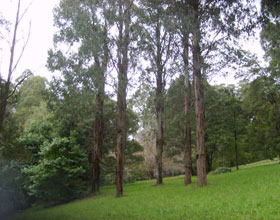 Mount Dandenong Arboretum - Whitsundays Accommodation 0