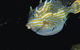 Mushroom Reef Marine Sanctuary - thumb 0