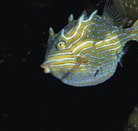 Mushroom Reef Marine Sanctuary - Whitsundays Accommodation