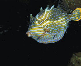 Mushroom Reef Marine Sanctuary - Whitsundays Accommodation 0