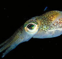 Corner Inlet Marine National Park - Whitsundays Accommodation