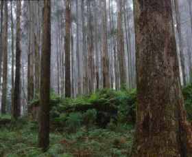 Kinglake VIC Whitsundays Accommodation