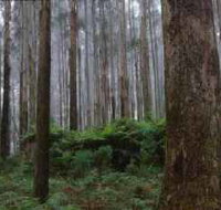 Kinglake National Park - Whitsundays Accommodation