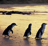 Phillip Island Nature Park - Whitsundays Accommodation