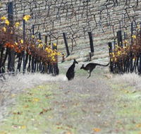 Blue Pyrenees Estate - Whitsundays Accommodation