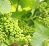 Waratah Hills Vineyard - Whitsundays Accommodation