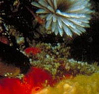 Point Cooke Marine Sanctuary - Whitsundays Accommodation