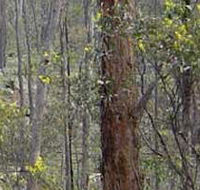 Heathcote-Graytown National Park - Whitsundays Accommodation