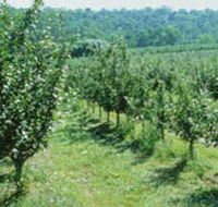 Pettys Orchard - Whitsundays Accommodation