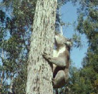 Creswick Regional Park - Whitsundays Accommodation