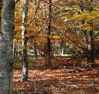 RJ Hamer Arboretum - Whitsundays Accommodation