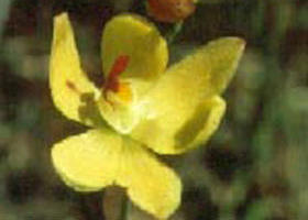 Langwarrin Flora And Fauna Reserve - Whitsundays Accommodation 0