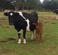 Animal Land Children's Farm - Whitsundays Accommodation