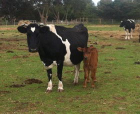 Animal Land Children's Farm - Whitsundays Accommodation 0