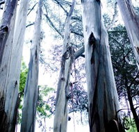 Dandenong Ranges National Park - Whitsundays Accommodation