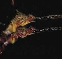 Eagle Rock Marine Sanctuary - Whitsundays Accommodation