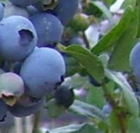 Tuckerberry Hill - Whitsundays Accommodation