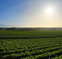 GREENSTONE VINEYARDS - Whitsundays Accommodation