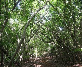 Eucalypt Trail - Whitsundays Accommodation 0