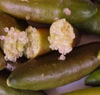 Sandy Creek Olives and Finger Limes - Whitsundays Accommodation