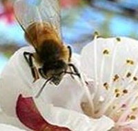 Clayridge Honey - Whitsundays Accommodation