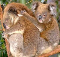 Shoalhaven Zoo - Whitsundays Accommodation
