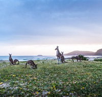 Pebbly Beach - Whitsundays Accommodation