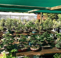 Bonsai at the Bay - Whitsundays Accommodation