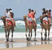 Camel Rides with Coffs Coast Camels - Whitsundays Accommodation