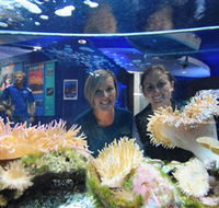 Solitary Islands Aquarium - Whitsundays Accommodation