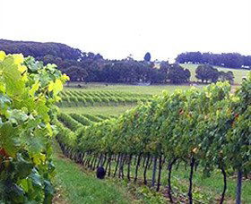 Banjo's Run Winery And Vineyard - Whitsundays Accommodation 0