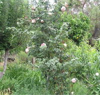 Tombstone Estate Vineyard - Whitsundays Accommodation
