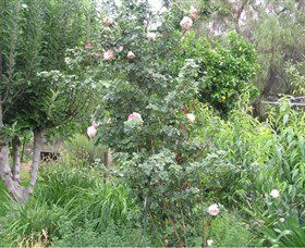 Tombstone Estate Vineyard - Whitsundays Accommodation 0