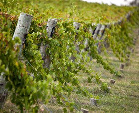 Moothi Estate Vineyard And Cellar Door - Whitsundays Accommodation 1
