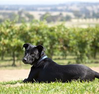 Moothi Estate Vineyard and Cellar Door - Whitsundays Accommodation
