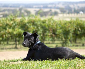 Moothi Estate Vineyard And Cellar Door - Whitsundays Accommodation 0