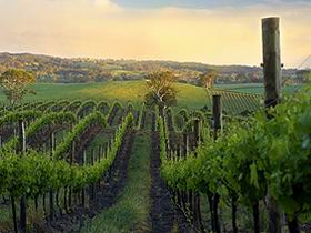Nepenthe Wines - Whitsundays Accommodation 3